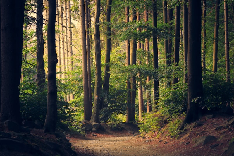 Waldweg